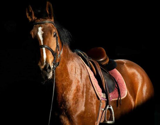 Horse 003