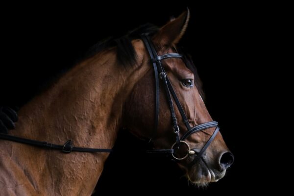 Horse placeholder 011