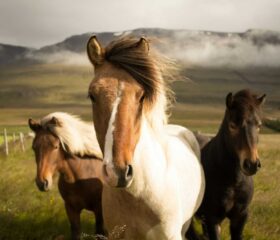 Horses placeholder