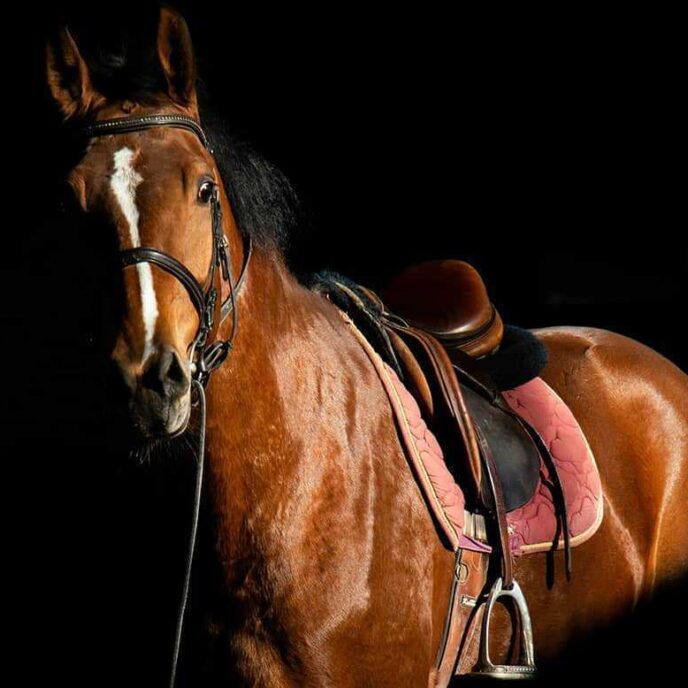 Horse 003