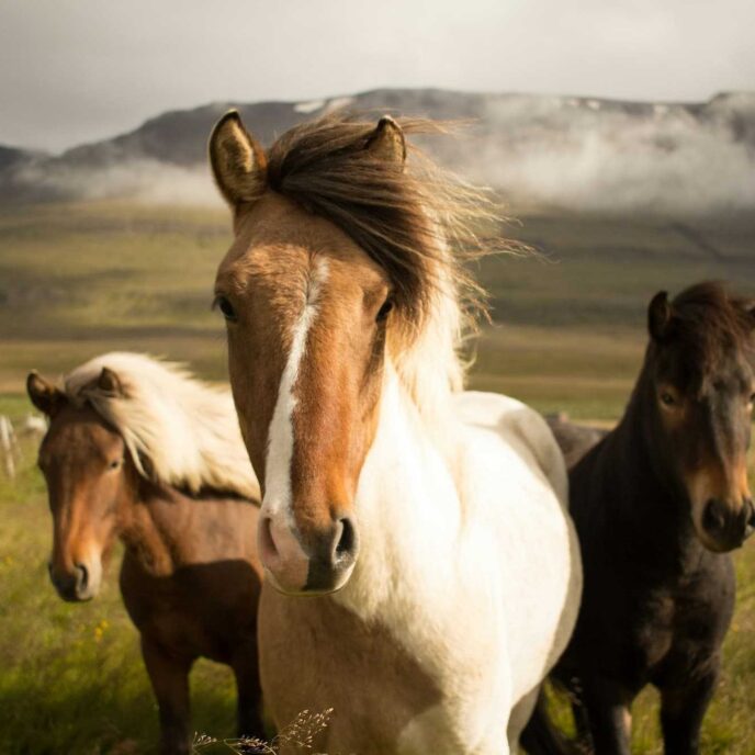 Horses placeholder